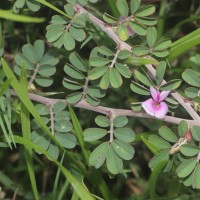 Tephrosia spinosa (L.f.) Pers.