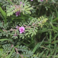 Tephrosia spinosa (L.f.) Pers.