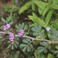 Tephrosia spinosa (L.f.) Pers.