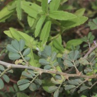 Tephrosia spinosa (L.f.) Pers.