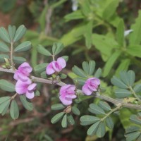 Tephrosia spinosa (L.f.) Pers.