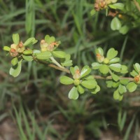 Sida cuneifolia Roxb.