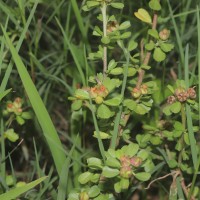 Sida cuneifolia Roxb.