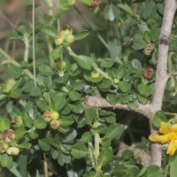 Sida cuneifolia Roxb.