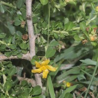 Sida cuneifolia Roxb.