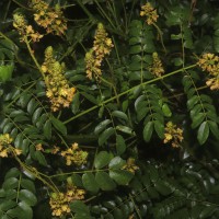 Guilandina bonduc L.