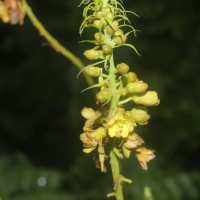 Guilandina bonduc L.