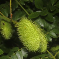 Guilandina bonduc L.