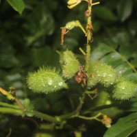 Guilandina bonduc L.