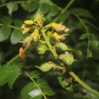 Guilandina bonduc L.