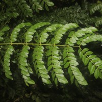 Guilandina bonduc L.