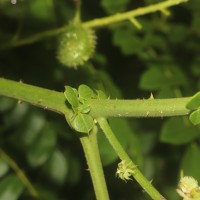Guilandina bonduc L.