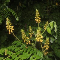 Guilandina bonduc L.