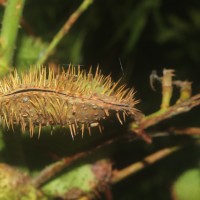 Guilandina bonduc L.