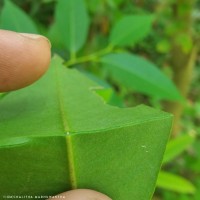 Ardisia elliptica Thunb.