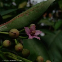 Ardisia elliptica Thunb.