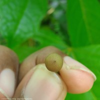 Ardisia elliptica Thunb.