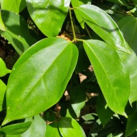 Jasminum nobile C.B.Clarke