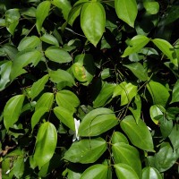 Jasminum nobile C.B.Clarke