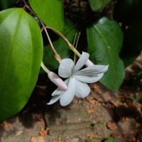 Jasminum nobile C.B.Clarke