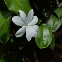 Jasminum nobile C.B.Clarke