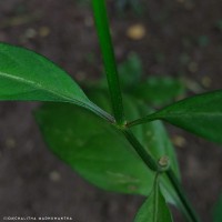 Justicia ceylanica (Nees) T.Anderson