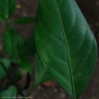Justicia ceylanica (Nees) T.Anderson