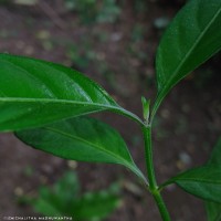 Justicia ceylanica (Nees) T.Anderson