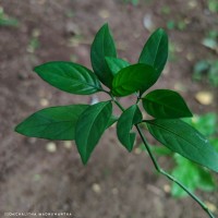Justicia ceylanica (Nees) T.Anderson