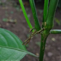 Justicia ceylanica (Nees) T.Anderson