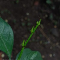 Justicia ceylanica (Nees) T.Anderson
