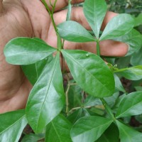 Pleiospermium alatum (Wall. ex Wight & Arn.) Swingle