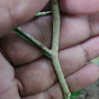 Pleiospermium alatum (Wall. ex Wight & Arn.) Swingle