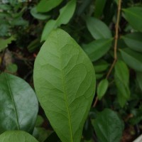 Pleiospermium alatum (Wall. ex Wight & Arn.) Swingle