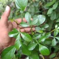 Pleiospermium alatum (Wall. ex Wight & Arn.) Swingle