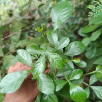 Pleiospermium alatum (Wall. ex Wight & Arn.) Swingle