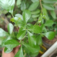 Pleiospermium alatum (Wall. ex Wight & Arn.) Swingle