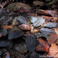Cryptocoryne alba de Wit