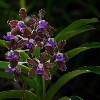 Vanda tessellata (Roxb.) Hook. ex G.Don