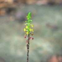 Malaxis discolor (Lindl.) Kuntze