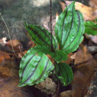 Malaxis discolor (Lindl.) Kuntze