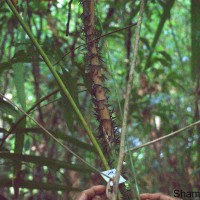 Calamus thwaitesii Becc.