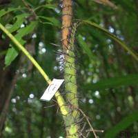 Calamus thwaitesii Becc.