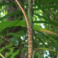 Calamus thwaitesii Becc.