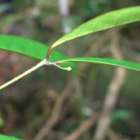 Actephila excelsa (Dalzell) Müll.Arg.