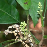Lepisanthes simplicifolia (Thwaites) Leenh.