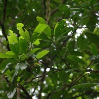 Acronychia pedunculata (L.) Miq.