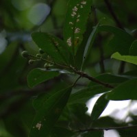 Acronychia pedunculata (L.) Miq.