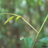 Donella lanceolata (Blume) Aubrév.
