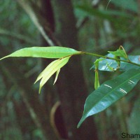 Donella lanceolata (Blume) Aubrév.